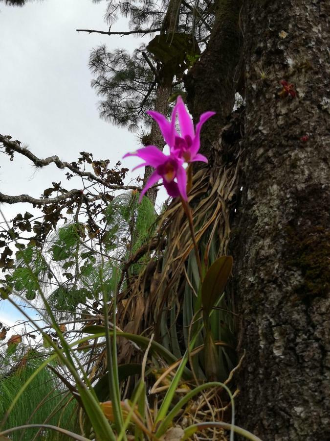 Renta De Cabanas, Centro Ecoturistico Rural Sustentable Labor San Jose San Cristóbal de Las Casas Dış mekan fotoğraf